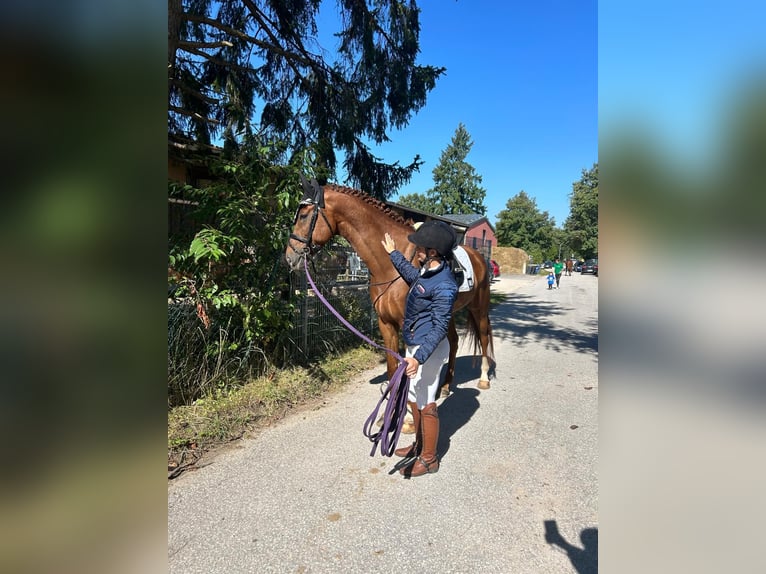 Oldenburg Gelding 5 years 16,2 hh Sorrel in Ingolstadt