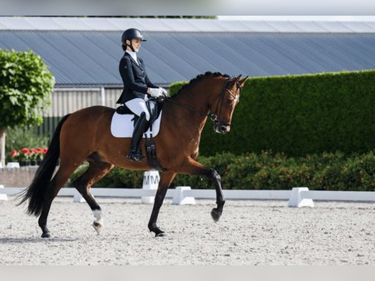 Oldenburg Gelding 5 years 16,3 hh Bay in Stramproy