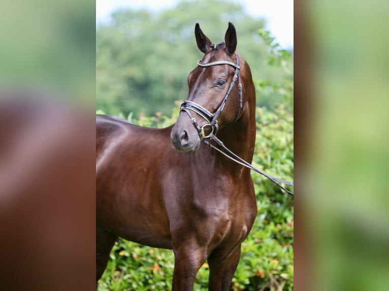 Oldenburg Gelding 5 years 16.3 hh Black in Hepstedt