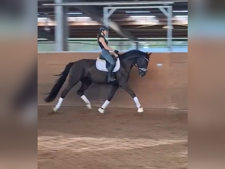 Oldenburg Gelding 5 years 16.3 hh Black in Ludwigslust