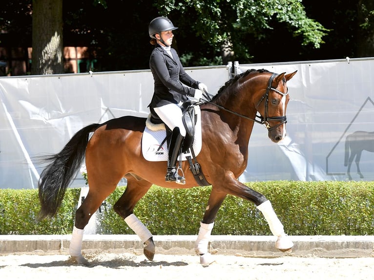 Oldenburg Gelding 5 years 16,3 hh Brown in Bad Bevensen