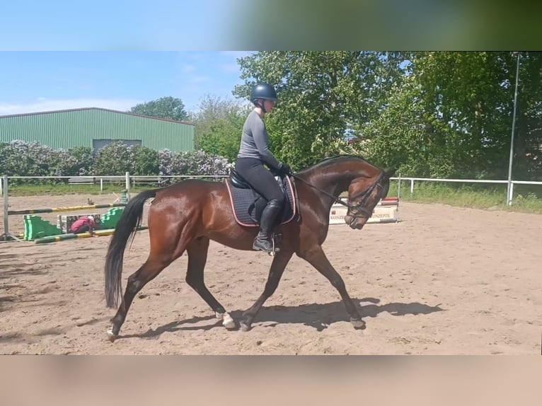 Oldenburg Gelding 5 years 16.3 hh Brown in Kladrum