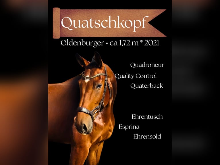 Oldenburg Gelding 5 years 16.3 hh Brown in Altenstadt