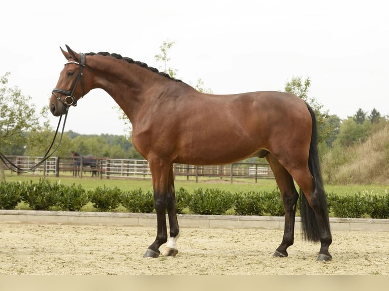 Oldenburg Gelding 5 years 16.3 hh Brown in Warendorf