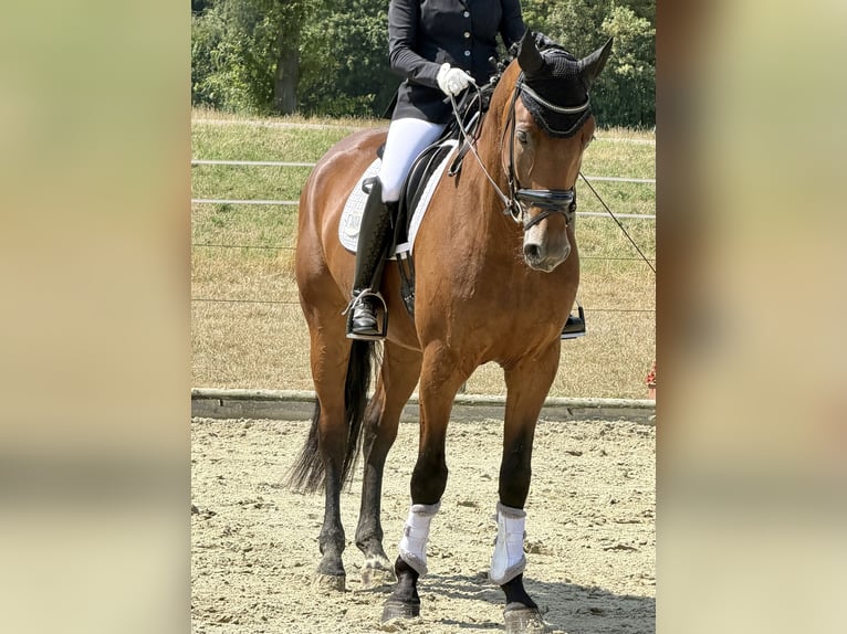 Oldenburg Gelding 5 years 16.3 hh Brown in Neuss