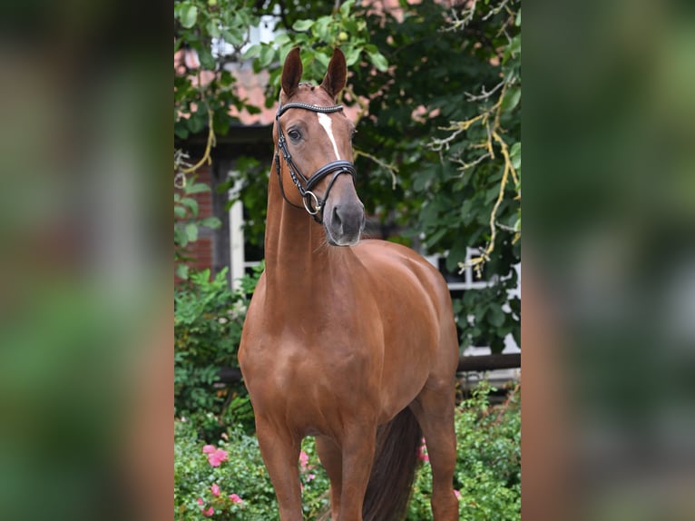 Oldenburg Gelding 5 years 16.3 hh Chestnut-Red in Bad Bevensen