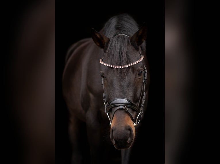 Oldenburg Gelding 5 years 16 hh Bay-Dark in Düsseldorf