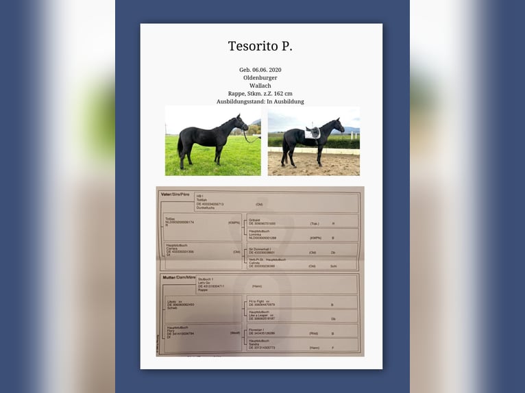 Oldenburg Gelding 5 years 16 hh Black in Ruden Oldenburg Gelding 5 years 16 hh Black in Ruden