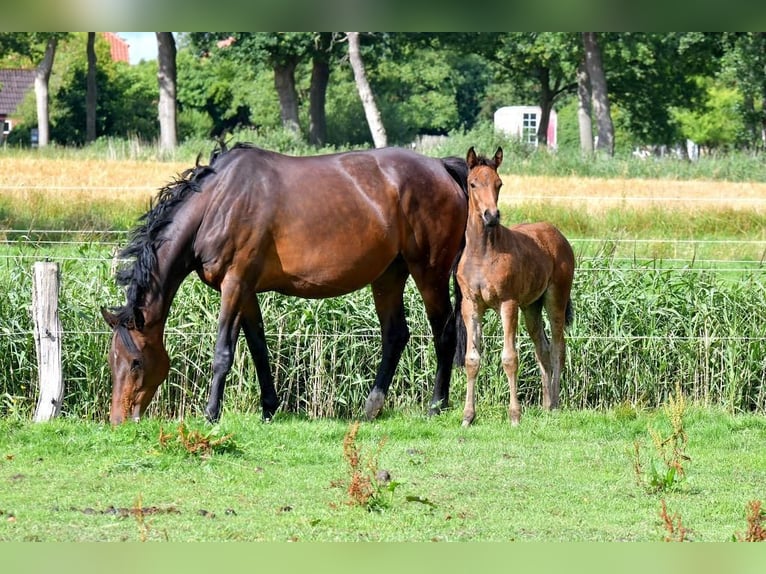 Oldenburg Gelding 5 years 16 hh Brown in Görwihl