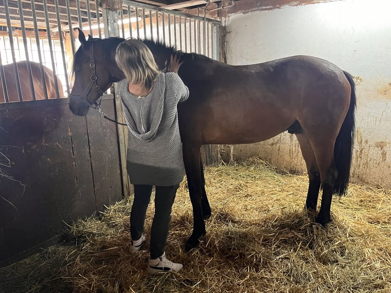 Oldenburg Gelding 5 years 16 hh Brown in Görwihl