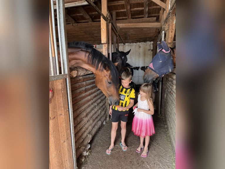 Oldenburg Gelding 5 years 16 hh Brown in Görwihl