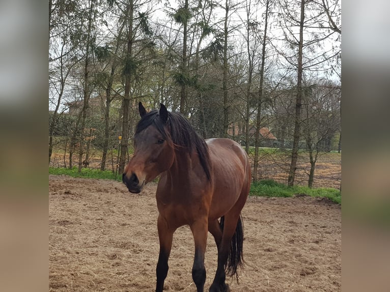 Oldenburg Gelding 5 years 16 hh Brown in Görwihl