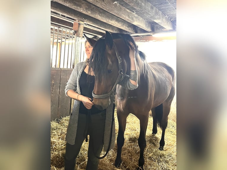 Oldenburg Gelding 5 years 16 hh Brown in Görwihl