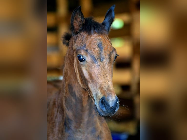 Oldenburg Gelding 5 years 16 hh Brown in Görwihl