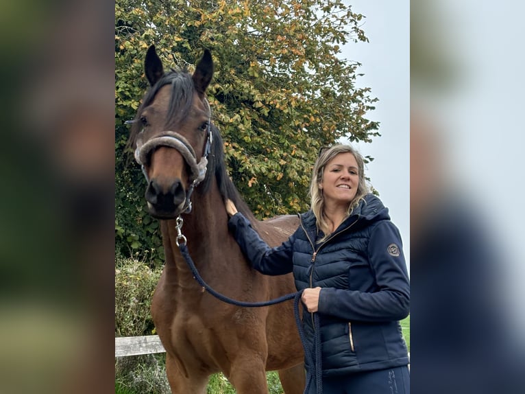 Oldenburg Gelding 5 years 16 hh Brown in Görwihl
