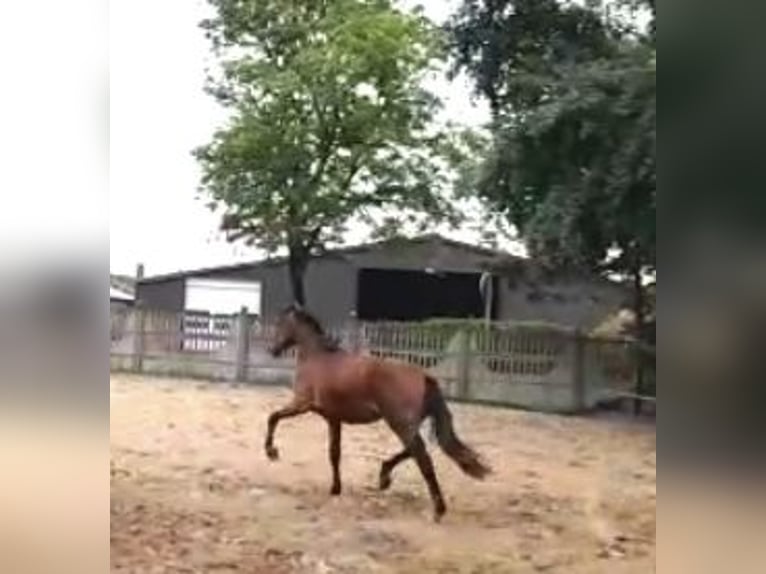Oldenburg Gelding 5 years 16 hh Brown in Görwihl
