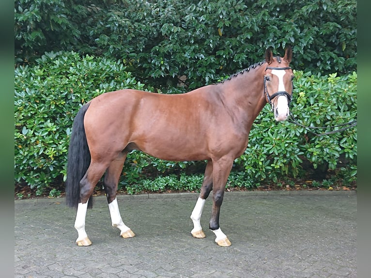 Oldenburg Gelding 5 years 16 hh Brown in Damme