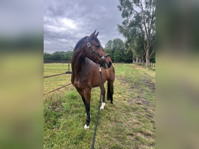 Oldenburg Gelding 5 years 16 hh Brown in Mannheim