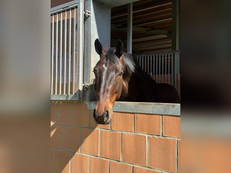 Oldenburg, Gelding, 5 years, 16 hh, Brown