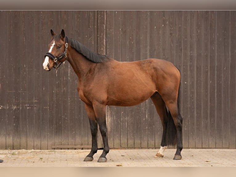 Oldenburg Gelding 5 years 16 hh Brown in Frankfurt am Main