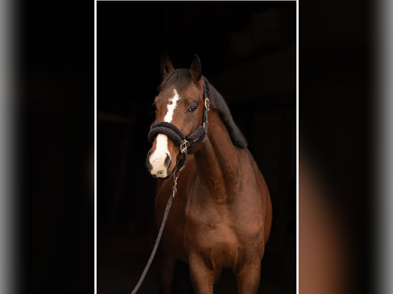 Oldenburg Gelding 5 years 16 hh Brown in Frankfurt am Main