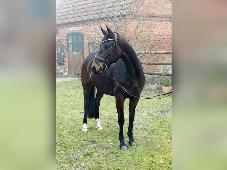 Oldenburg Gelding 5 years 16 hh Brown in Martfeld