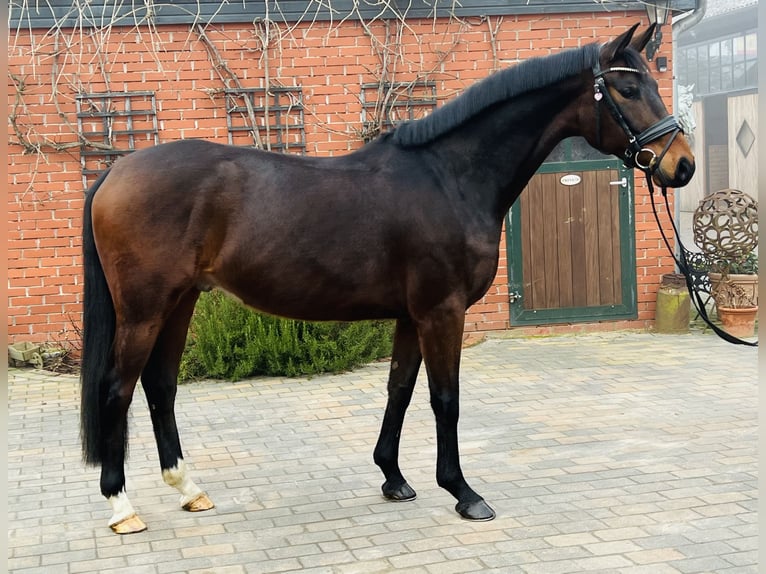 Oldenburg Gelding 5 years 16 hh Brown in Martfeld