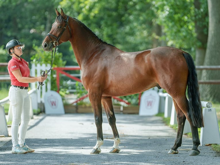 Oldenburg Gelding 5 years 16 hh Brown in Münster