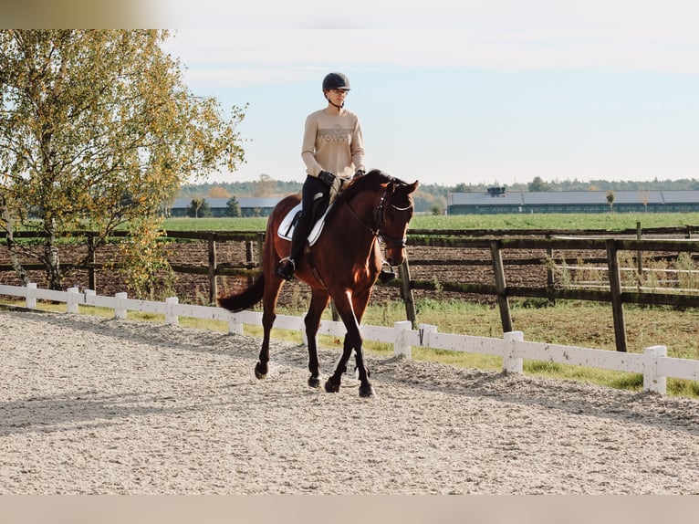 Oldenburg Gelding 5 years 16 hh Brown in Wedemark