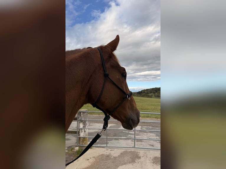 Oldenburg Gelding 5 years 16 hh Chestnut in Modautal
