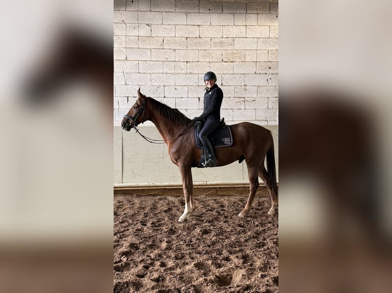Oldenburg Gelding 5 years 16 hh Chestnut in Modautal