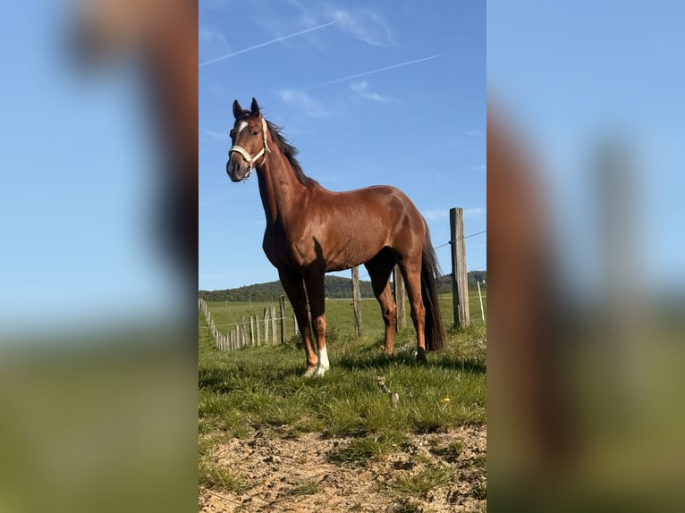 Oldenburg Gelding 5 years 16 hh Chestnut in Modautal