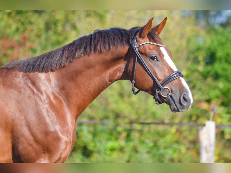 Oldenburg Gelding 5 years 16 hh Chestnut in Marigny le Lozon
