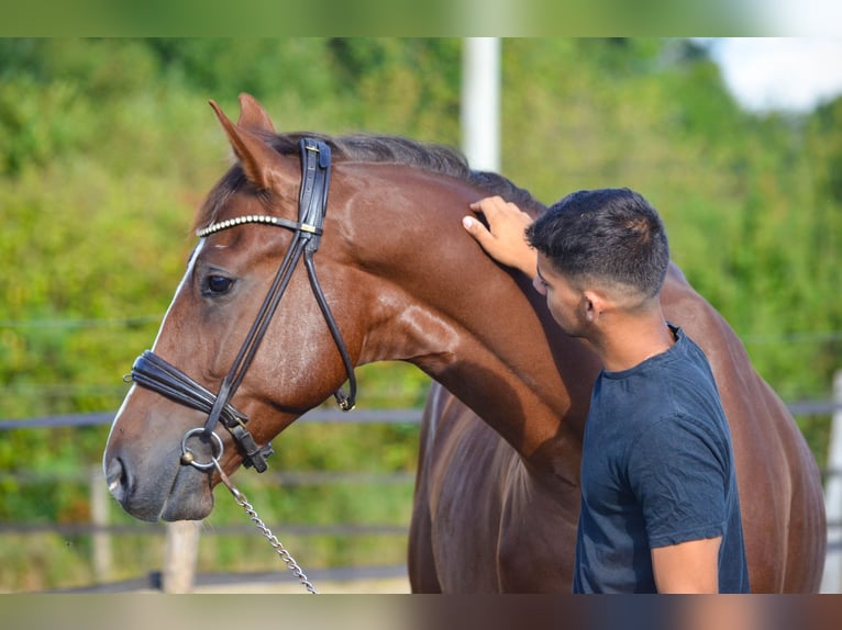 Oldenburg Gelding 5 years 16 hh Chestnut in Marigny le Lozon