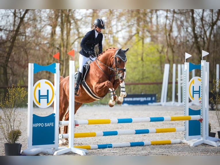 Oldenburg Gelding 5 years 16 hh Chestnut-Red in Brno
