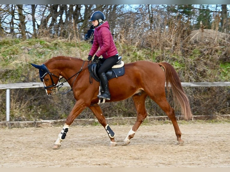 Oldenburg Gelding 5 years 16 hh Chestnut-Red in Brno