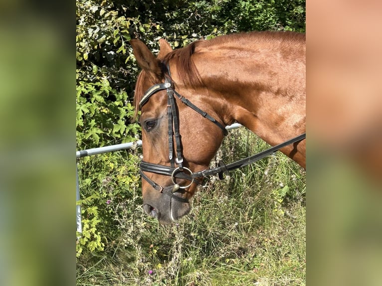 Oldenburg Gelding 5 years 16 hh Chestnut-Red in Pelmberg