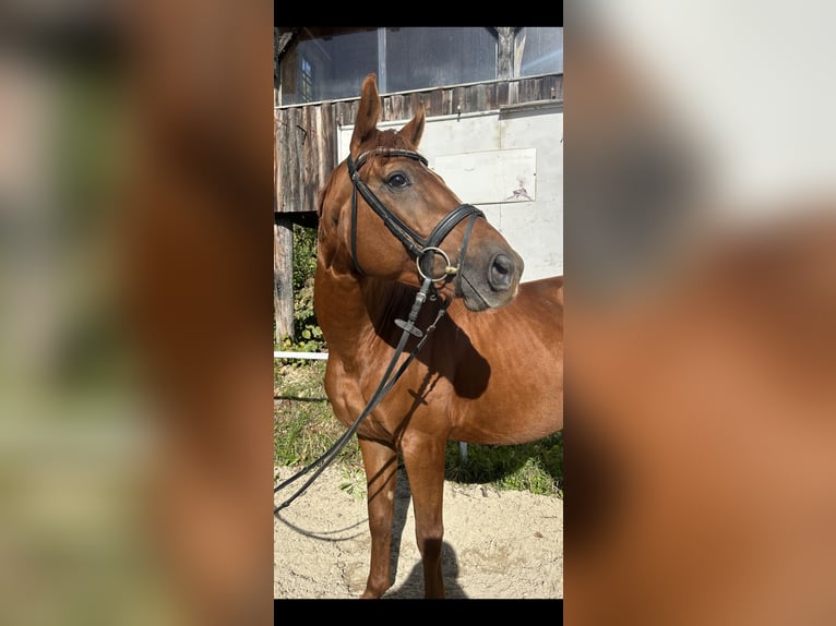 Oldenburg Gelding 5 years 16 hh Chestnut-Red in Pelmberg