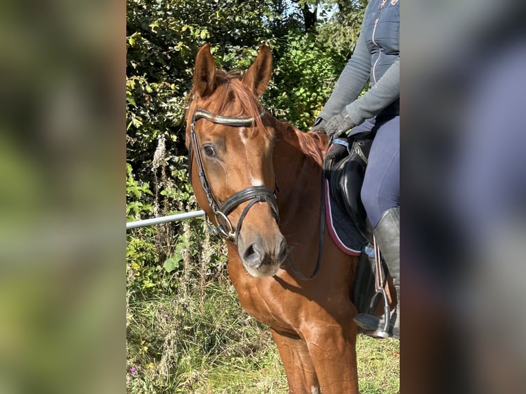 Oldenburg Gelding 5 years 16 hh Chestnut-Red in Pelmberg