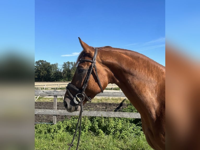 Oldenburg Gelding 5 years 16 hh Chestnut-Red in Pelmberg