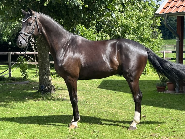 Oldenburg Gelding 5 years 16 hh Smoky-Black in Bakum