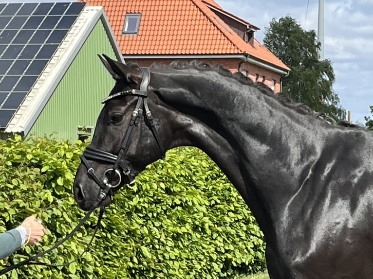 Oldenburg Gelding 5 years 16 hh Smoky-Black in Bakum