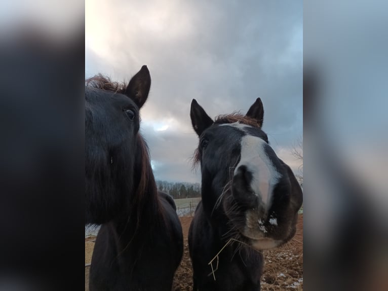 Oldenburg Gelding 5 years 16 hh Smoky-Black in Neukirchen/Pleiße