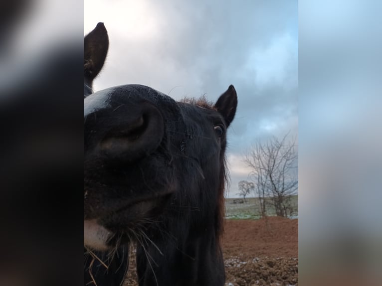 Oldenburg Gelding 5 years 16 hh Smoky-Black in Neukirchen/Pleiße