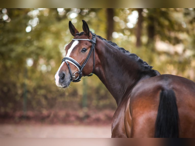 Oldenburg Gelding 5 years 16,1 hh Bay-Dark in Ahaus