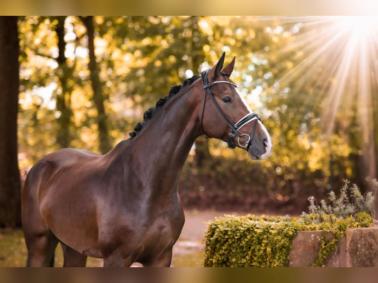 Oldenburg Gelding 5 years 16,1 hh Bay-Dark in Ahaus