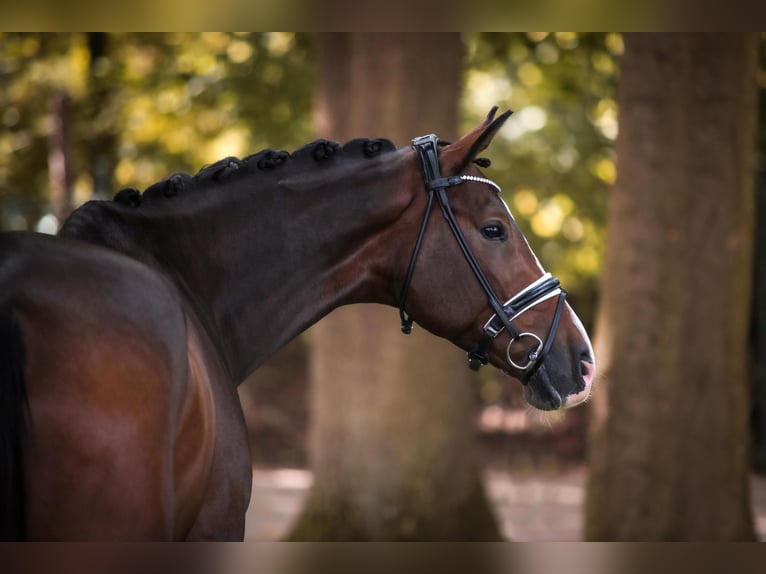 Oldenburg Gelding 5 years 16,1 hh Bay-Dark in Ahaus