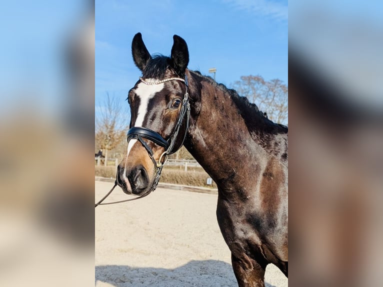 Oldenburg Gelding 5 years 16,1 hh Bay-Dark in Quickborn