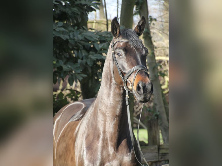 Oldenburg Gelding 5 years 16,1 hh Bay-Dark in Bakum