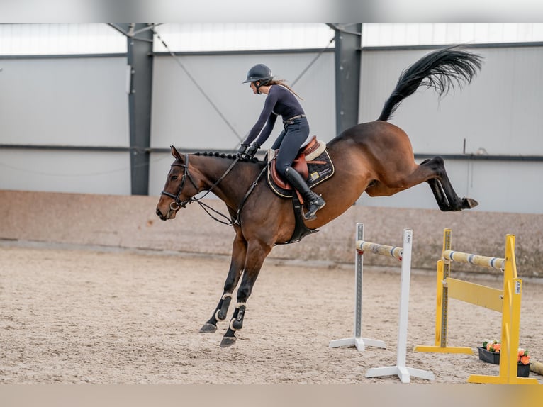 Oldenburg Gelding 5 years 16,1 hh Bay-Dark in Zduchovice